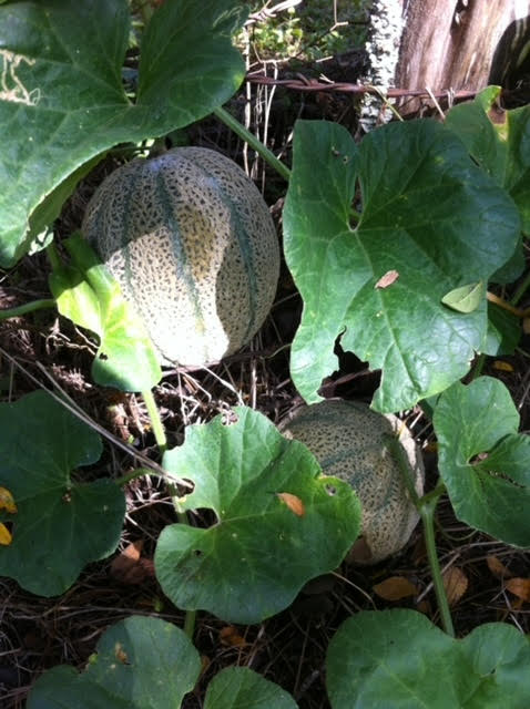 Cantaloupe